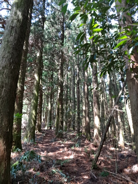 No.293　背振山系縦走（井原山〜雷山〜浮岳〜女岳〜十坊山）　_d0226273_23431375.jpg