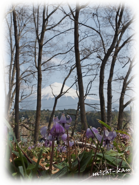 「富士山麓・かたくりの花」　◦・。。.・。。。_e0215073_1765499.jpg