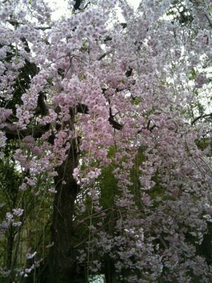 お花見_e0248573_16335152.jpg