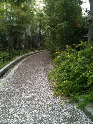 お花見_e0248573_16335967.jpg