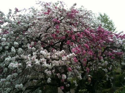 お花見_e0248573_16341412.jpg