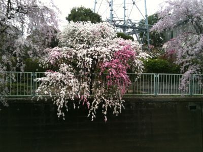お花見_e0248573_1634631.jpg