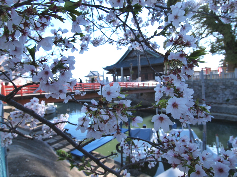 桜　in 西大寺 _c0050380_2012115.jpg