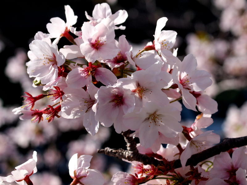 桜　in 西大寺 _c0050380_20124047.jpg