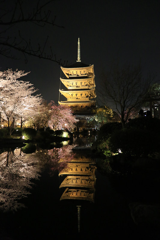 東寺の不二桜　夜桜ライトアップ_f0224083_23124467.jpg