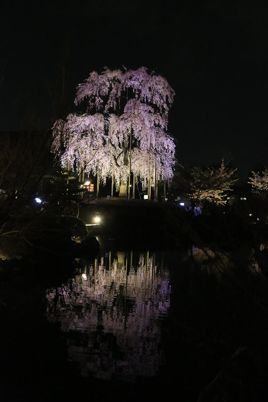 東寺の不二桜　夜桜ライトアップ_f0224083_23125891.jpg