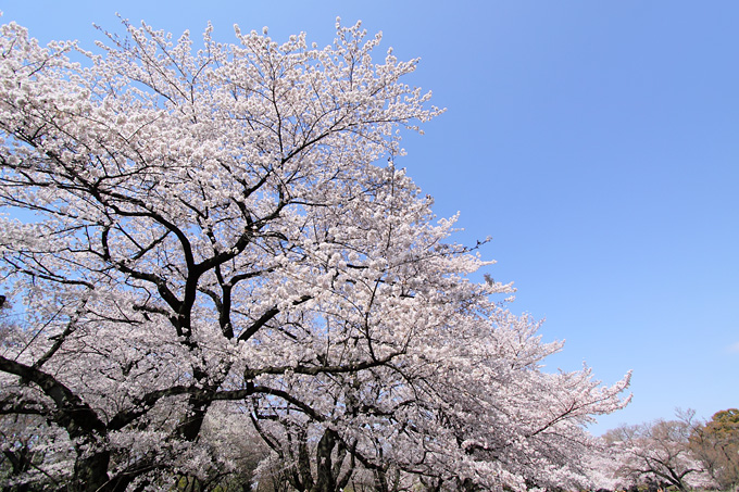 桜色の夢2012-6_b0067789_12314597.jpg