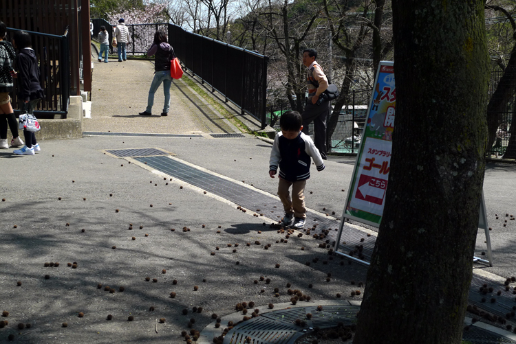 春の動植物園_f0033289_16431268.jpg