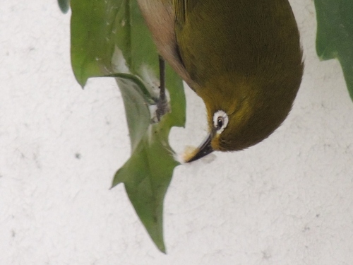 f0216489_1782927.jpg