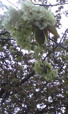 e0054290_10394187.jpg