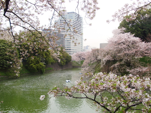 ボーナス桜？_f0179090_2011516.jpg