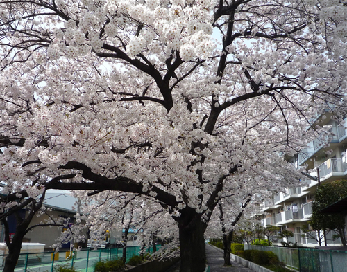 わたしの桜_f0231393_1251491.jpg