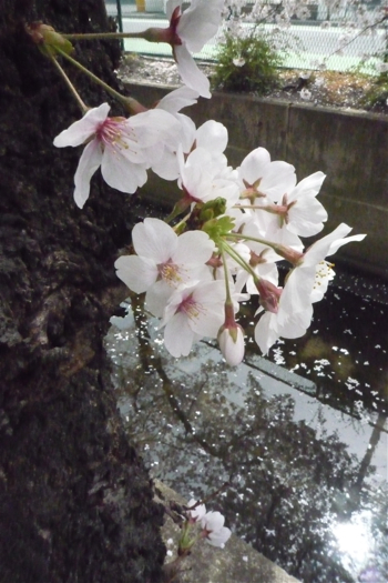 わたしの桜_f0231393_1303232.jpg