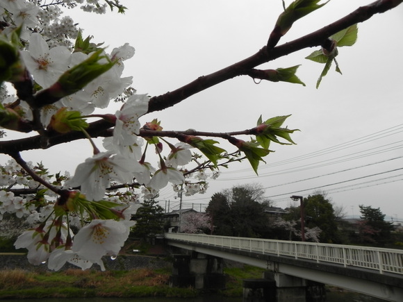 京都の桜（桜散らしの雨）_f0211096_12285276.jpg