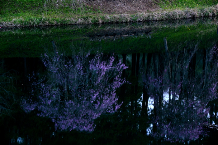 鏡の世界の桜_e0135098_10134674.jpg
