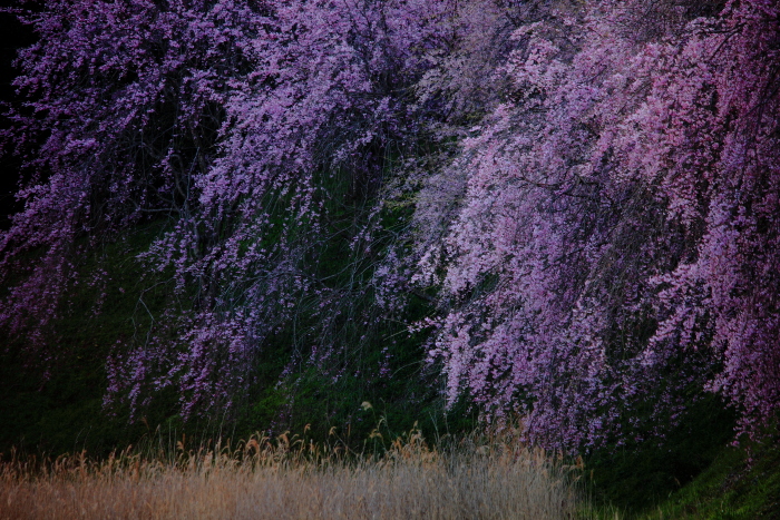 枝垂れ桜満開_e0135098_10515167.jpg