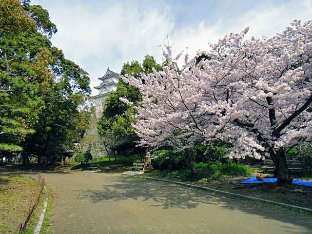 明石公園往復ゆっくりラン_b0108100_547265.jpg