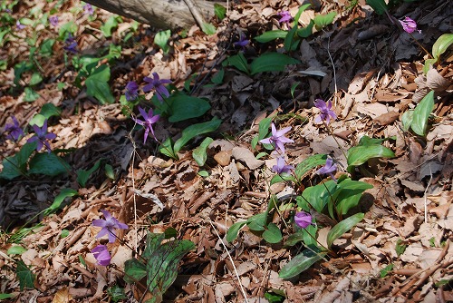 春の森林公園へ：草花編_c0124100_2359591.jpg