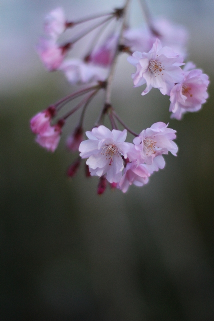 小倉山荘と桜_c0228404_15552991.jpg