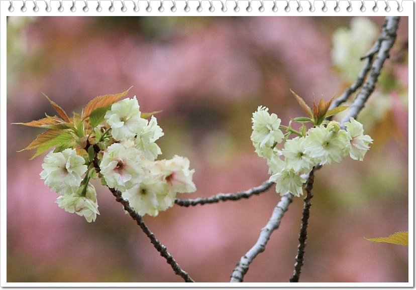 右近(ウコン）桜_a0057905_203774.jpg