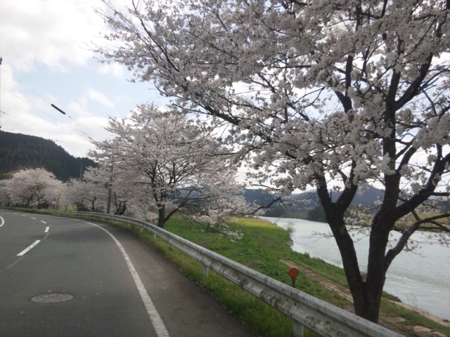 「福知山城と由良川沿い」　～桜だより　福知山編～_e0252905_4295778.jpg