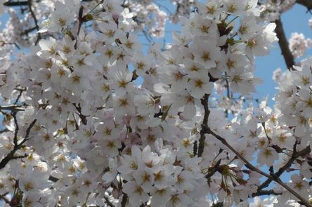 桜梅桃李 満開の生駒の桜_f0221708_19395684.jpg