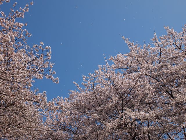 a0151615_161737.jpg