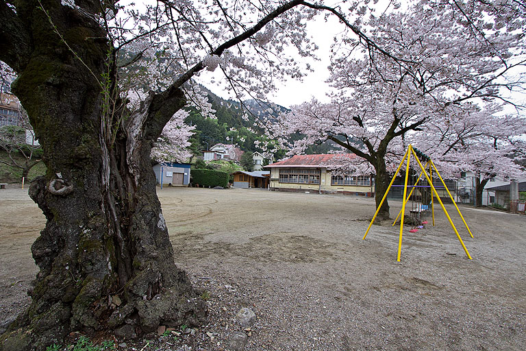 廃校に咲く桜_b0010915_1744756.jpg