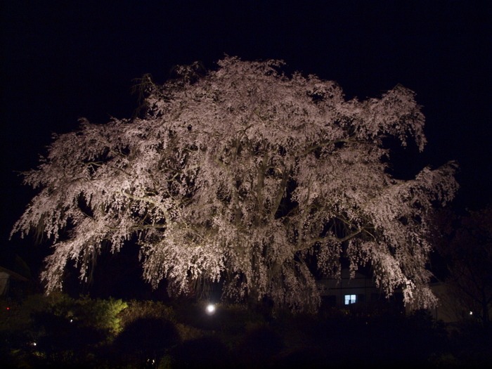 夜桜_c0116915_0254228.jpg