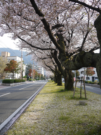 さくら と 菜の花_d0119015_22523849.jpg