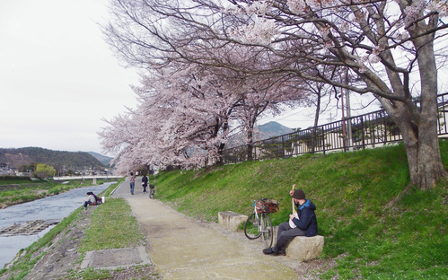 0415 京都．櫻花[鴨川、哲学の道、円山公園、二条城]_d0187917_326280.jpg