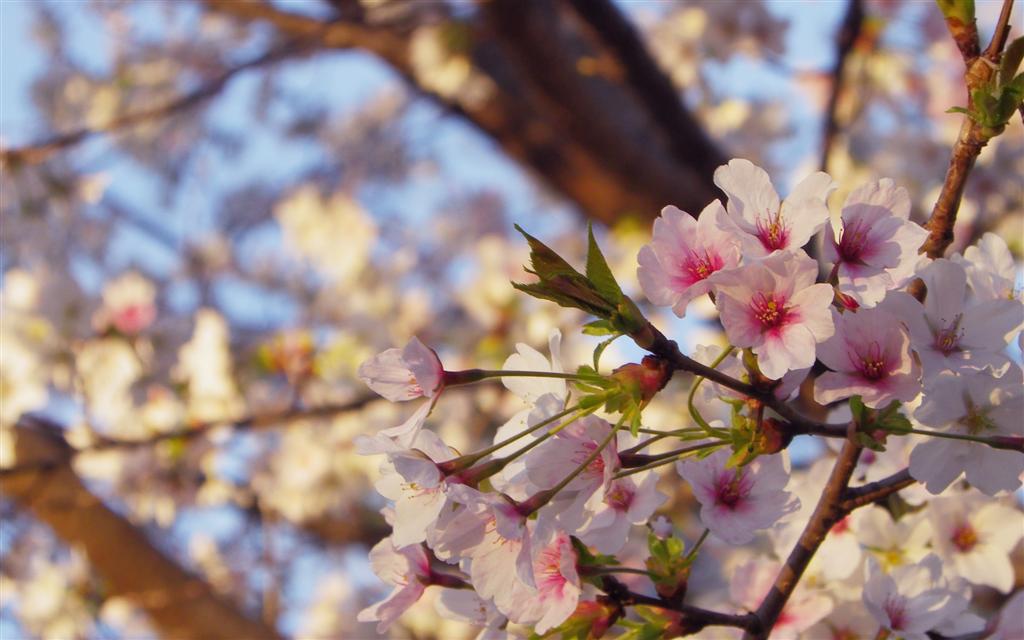 0415 京都．櫻花[鴨川、哲学の道、円山公園、二条城]_d0187917_434447.jpg