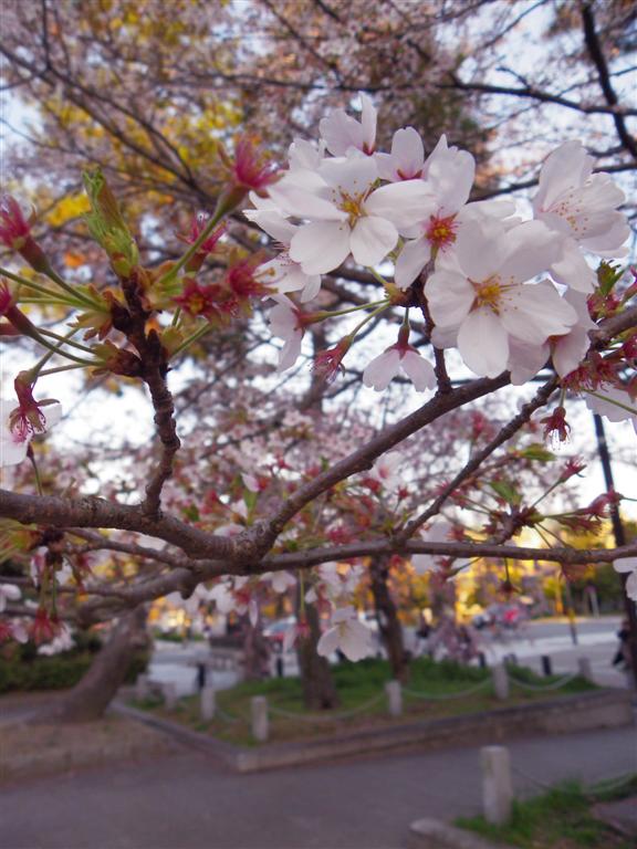 0415 京都．櫻花[鴨川、哲学の道、円山公園、二条城]_d0187917_44766.jpg