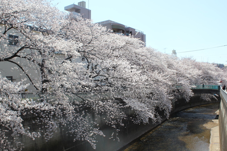 桜が満開だよ~♪_f0155118_12291567.jpg
