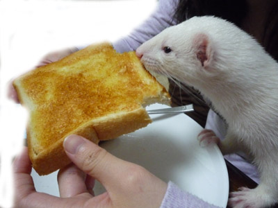 朝はパン パンパパン いたち生活 朝はパン パンパパン いたち生活