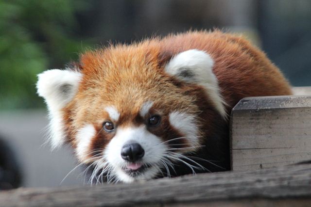 2011/10/08野毛山zooにて_f0221023_21571594.jpg