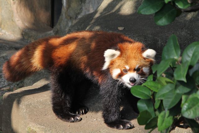 2011/10/08野毛山zooにて_f0221023_21571643.jpg