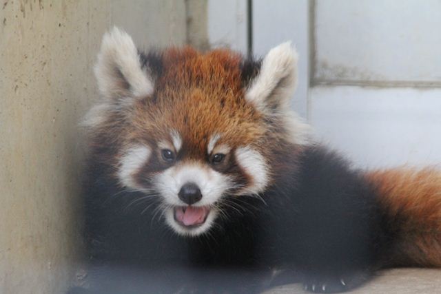 2011/10/09市川動植物園にて_f0221023_2263254.jpg