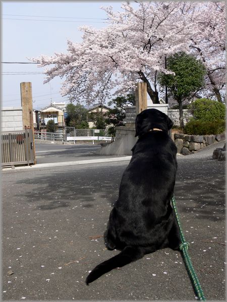 「桜と、黒ラブのいる風景」_d0133024_11444239.jpg