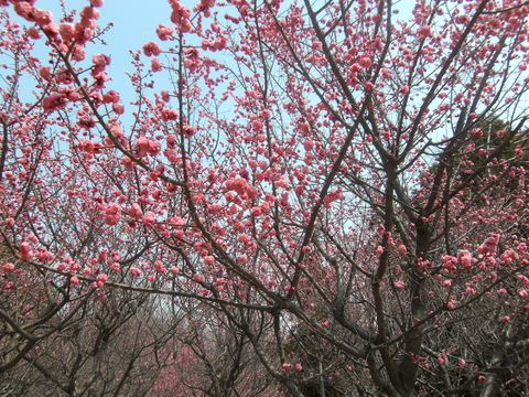 健康の森_d0207324_073853.jpg