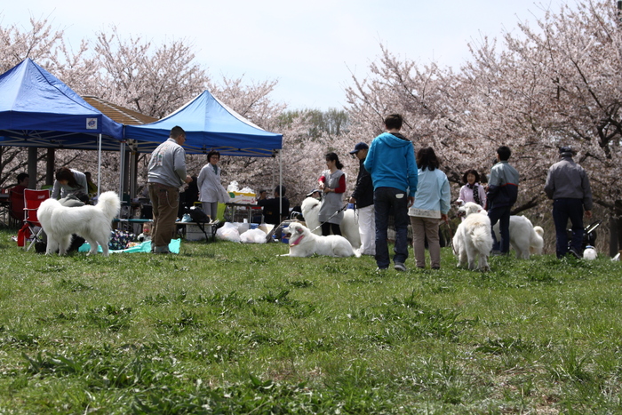 ’１２ 桜 最終版＾＾_e0071225_23282430.jpg