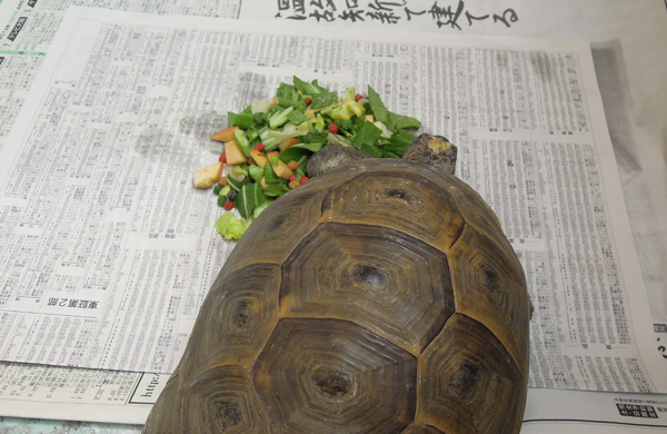 美しき専属絵画モデルのための朝食づくり_b0212226_21235078.jpg