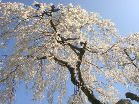 桜満開です。☆★_c0228726_15314283.jpg