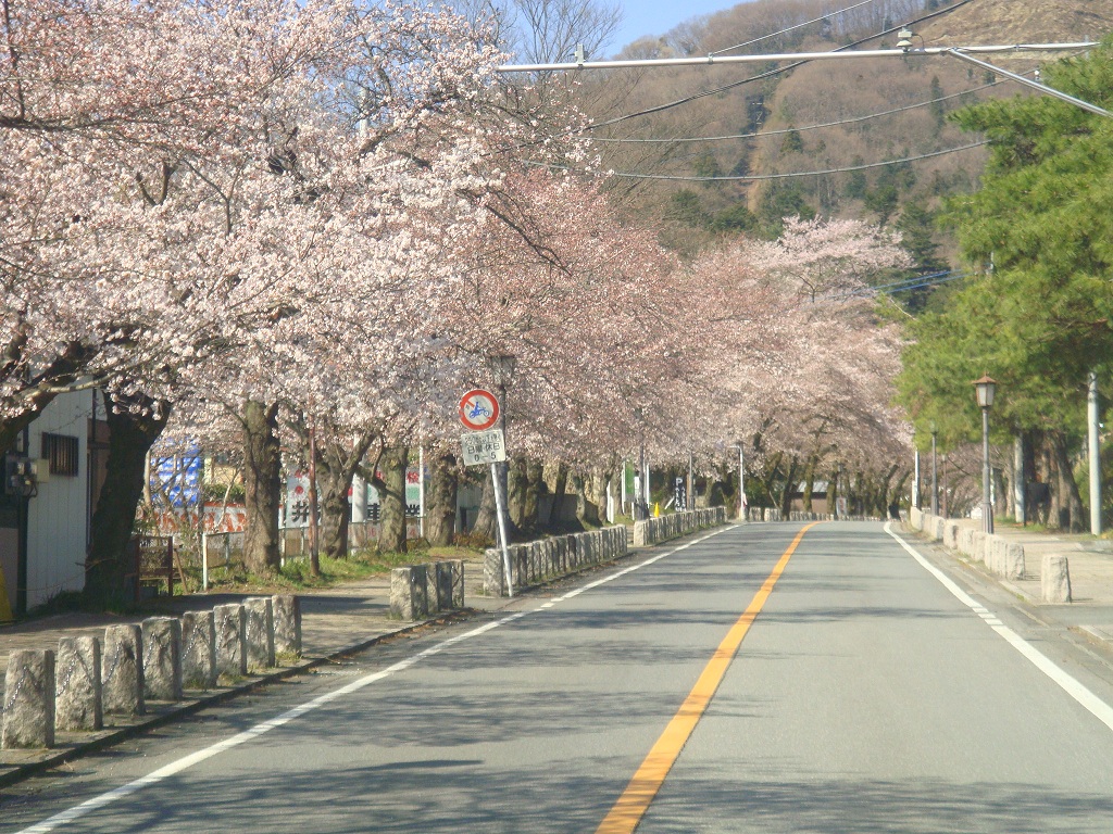 桜満開です。☆★_c0228726_15333733.jpg