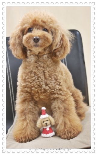 フェルトdog 「うちのいぬ」 -- maru_e0191026_1754853.jpg