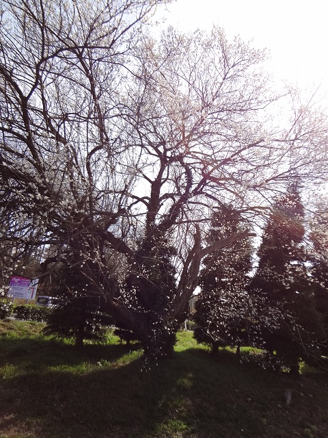 e0145328_1055767.jpg