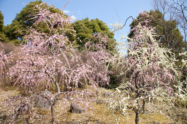 城南宮の枝垂梅_a0166729_22271010.jpg