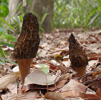 f0108133_085770.jpg