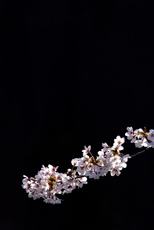 板橋石神井川　桜の思い出_f0050534_13471386.jpg