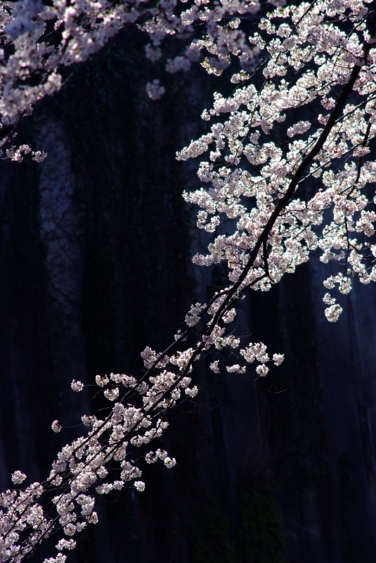 板橋石神井川　桜の思い出_f0050534_13472899.jpg